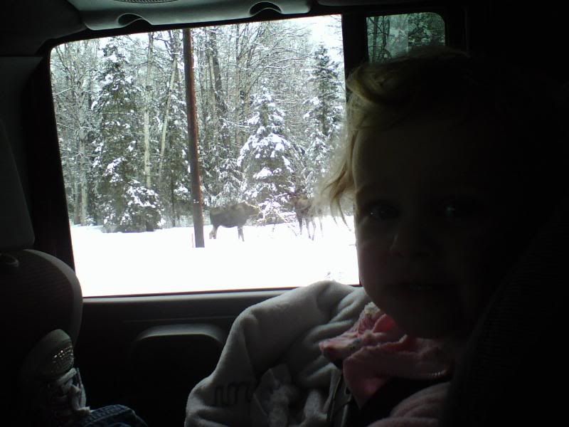 Autumn and the mooses