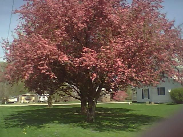 Crab apple tree