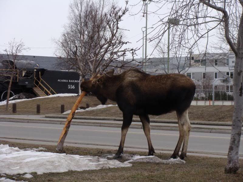 Urban Bull moose