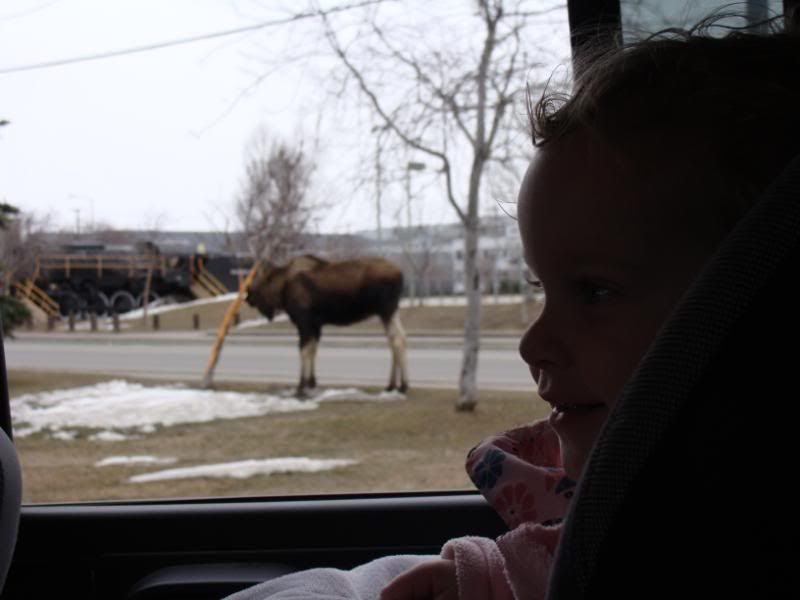 Autumn and the bull moose