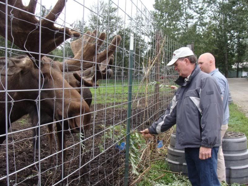 Jim feeding the mooses