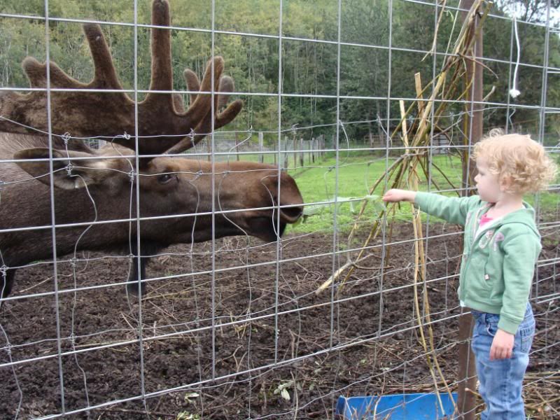 Autumn feeding denali