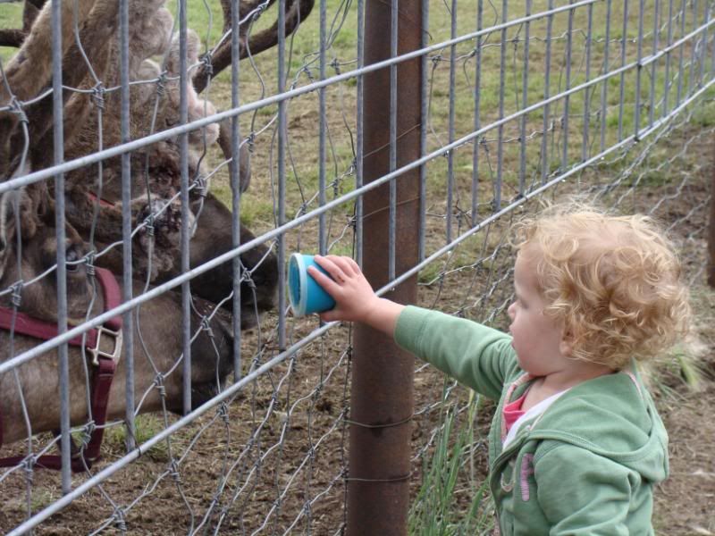 FEeding through a fence