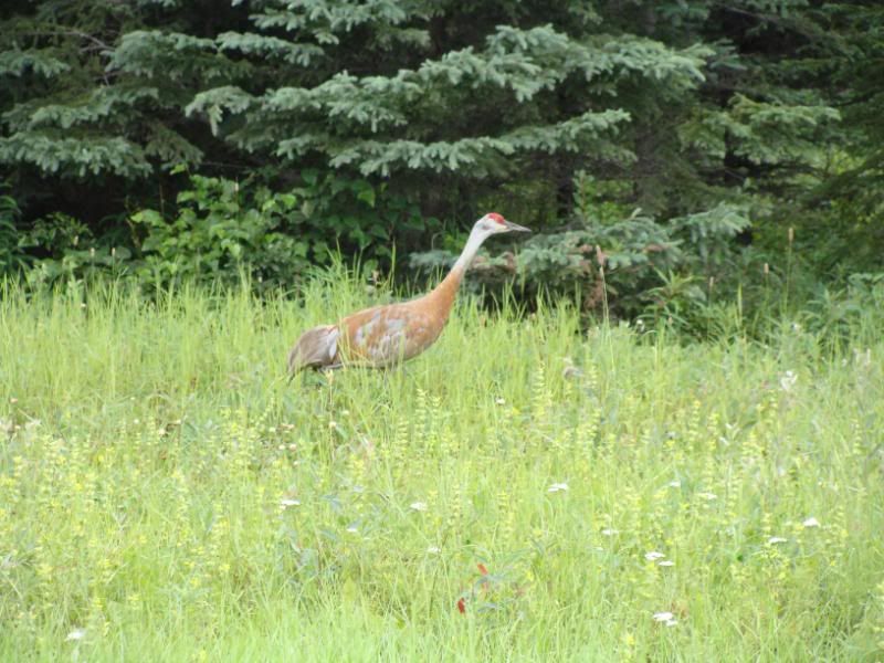Sandhill crane