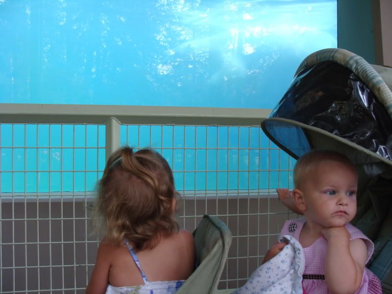 Polar bear in the background