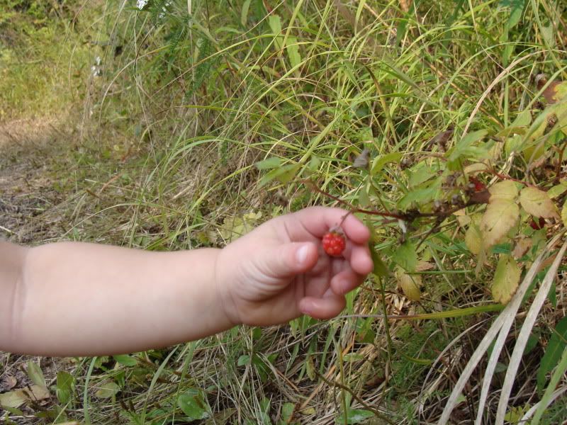 Picking Raspberries