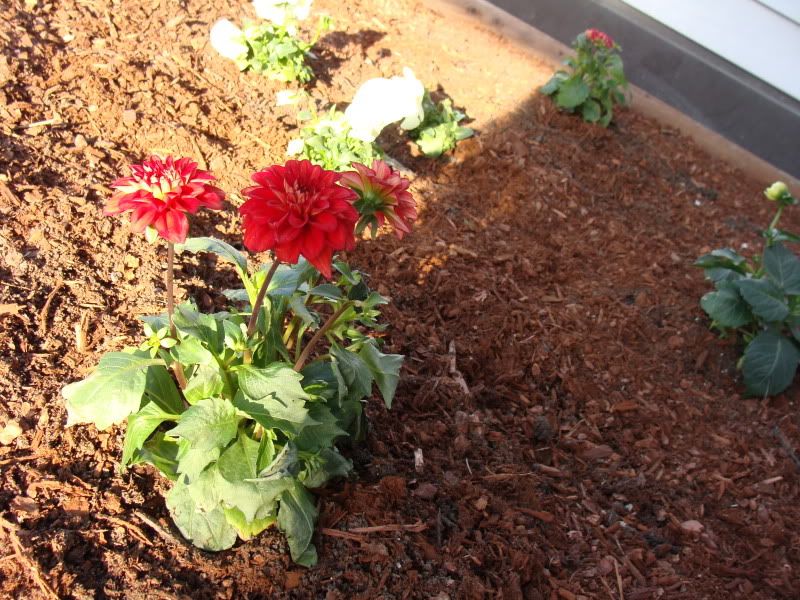 Front Flower Bed