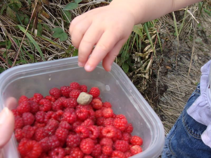 Rocks in the raspberries
