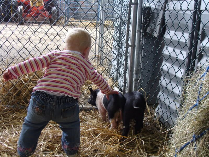 Petting the piglets