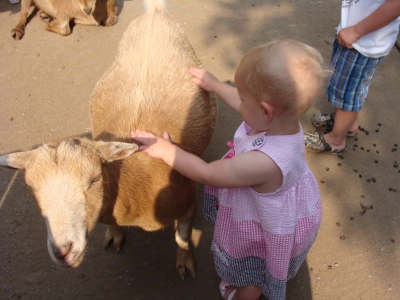 Autumn petting a goat