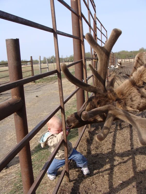 Going in for a closer look at Denali