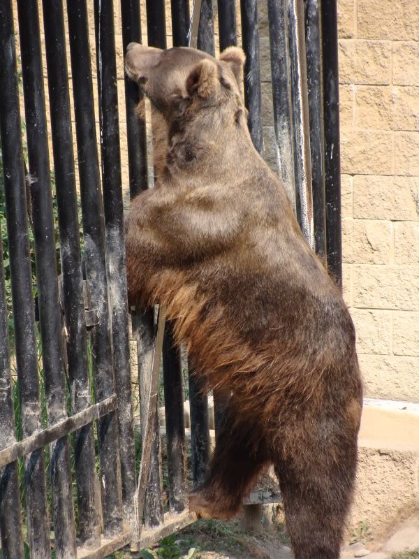 Brown Bear cooling off