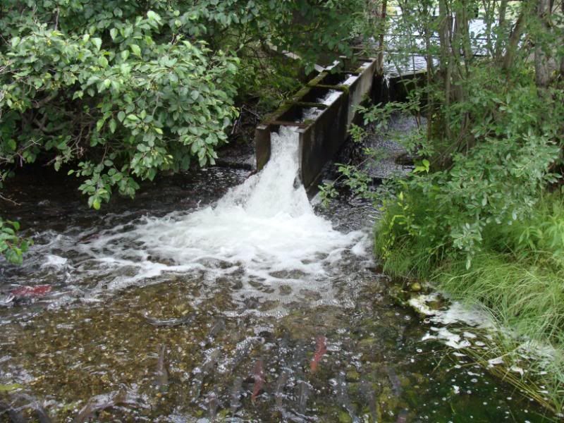 6 mile creek fish ladder