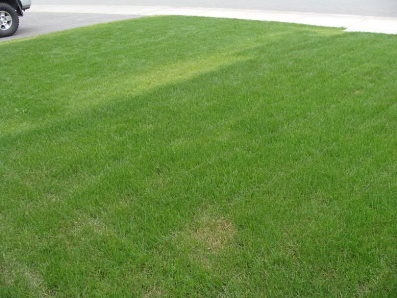 Our grass in greener