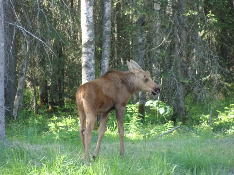 Baby moose