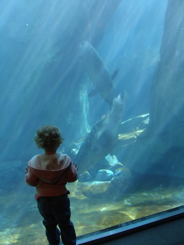 Autumn otter see this