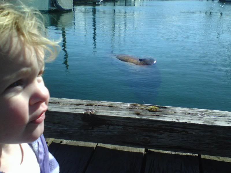 Autumn and the sleeping Sea Lion