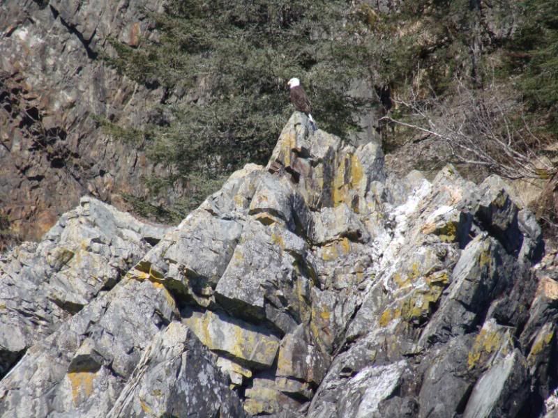 Bald Eagle