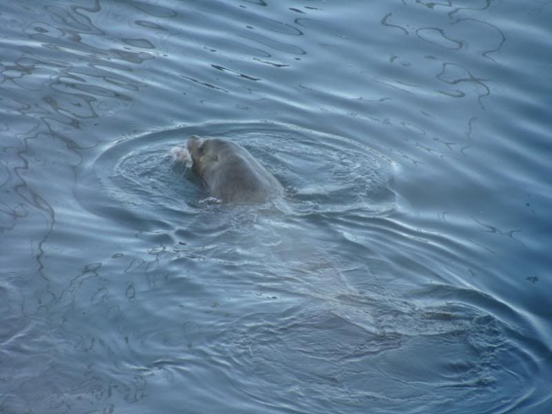 Sea Lion