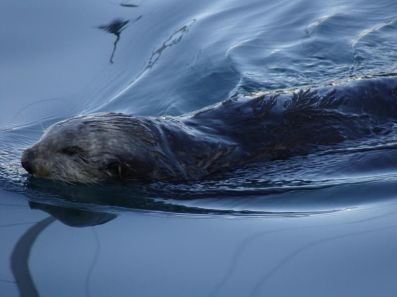 Sea Otter