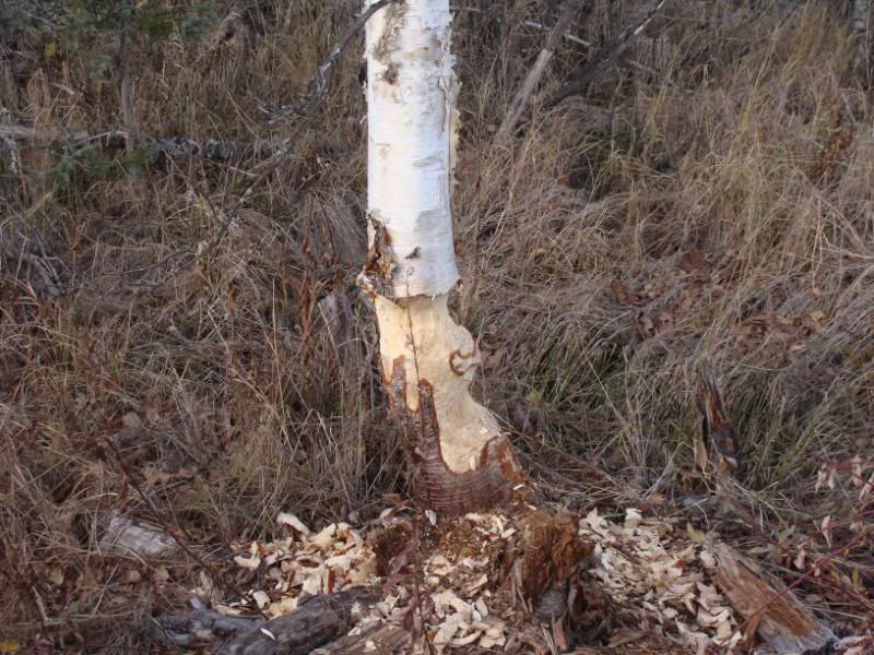 Beaver damage