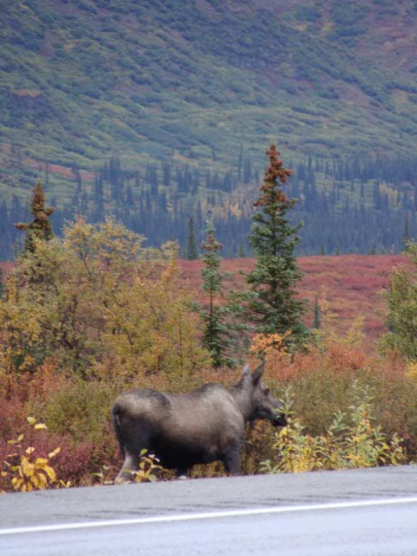 Moose on the Loose!