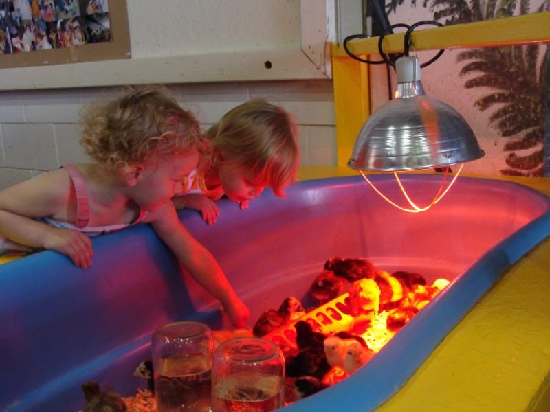 Chicks in a tub