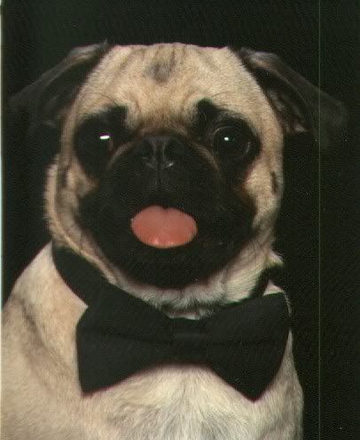 pugs photo: pugs c238.jpg