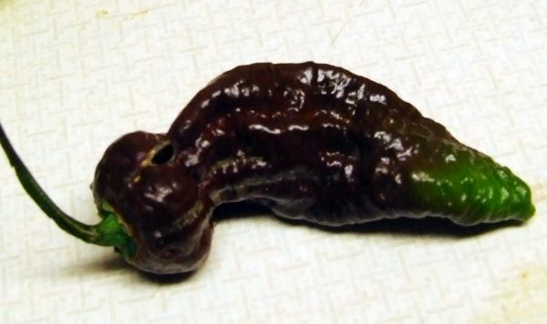 Chocolate Bhut Jolokia