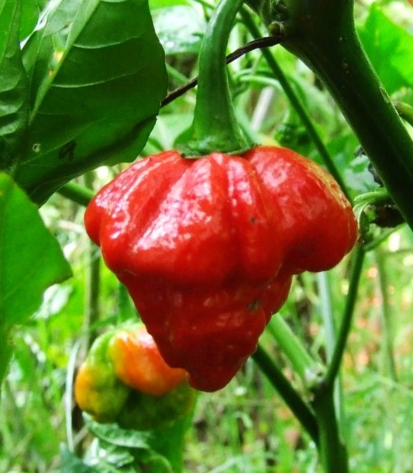 Trinidad Moruga Scorpion