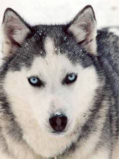 Husky Pictures, Images and Photos