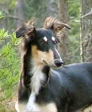 silken-windhound.jpg