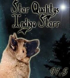 Star Qualitys Indigo Starr
