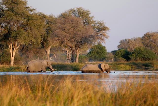 IMAGE: http://i131.photobucket.com/albums/p312/mjadse/Safari/IMG_5238.jpg