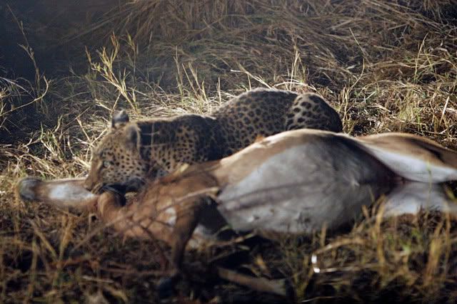 IMAGE: http://i131.photobucket.com/albums/p312/mjadse/Safari/IMG_5303-p.jpg