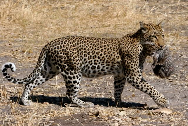 IMAGE: http://i131.photobucket.com/albums/p312/mjadse/Safari/IMG_5464.jpg