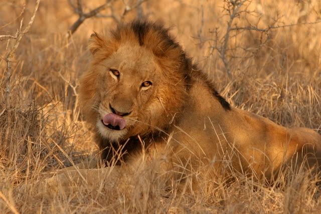 IMAGE: http://i131.photobucket.com/albums/p312/mjadse/Safari/IMG_6629.jpg