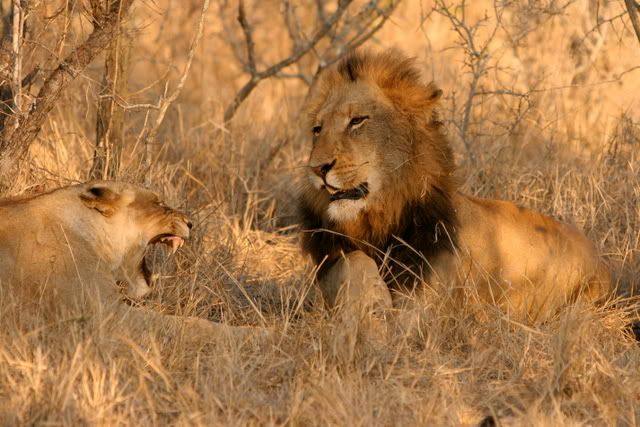 IMAGE: http://i131.photobucket.com/albums/p312/mjadse/Safari/IMG_6670.jpg