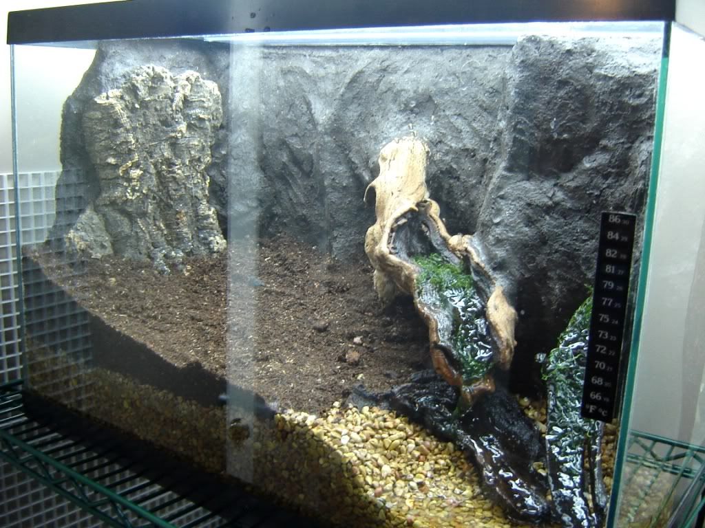 Canada Day Weekend Build! Clay Background Method Dendroboard