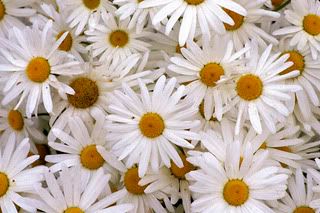 dasies photo: dasies DASIES.jpg