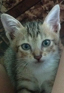 Bạn nào giúp bé mèo này đi, xin mod đến  tối nay