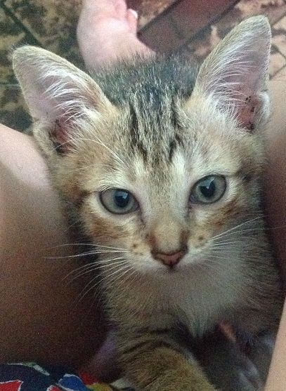 Bạn nào giúp bé mèo này đi, xin mod đến  tối nay - 1