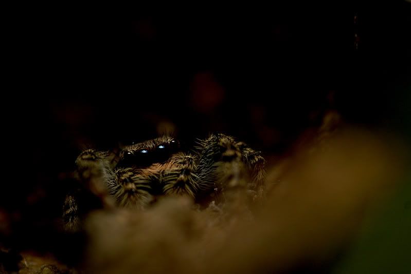 Jumping spider Pictures, Images and Photos