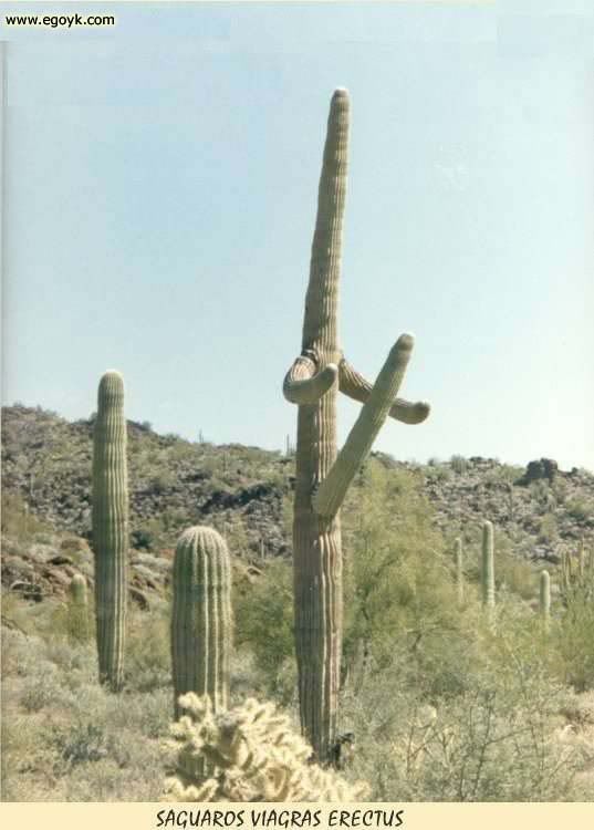 Cactus Porno 59