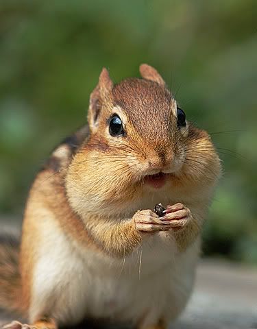 Chipmunk Pictures, Images and Photos