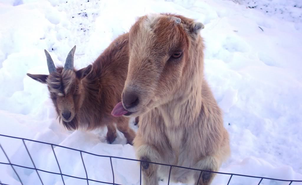photo contest - Goats