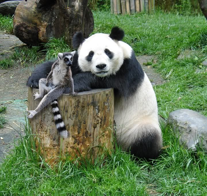 panda01copy.jpg