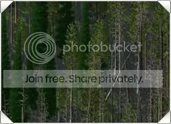 treecontrolthumb.jpg