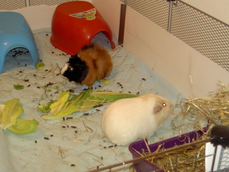 pigs002.jpg