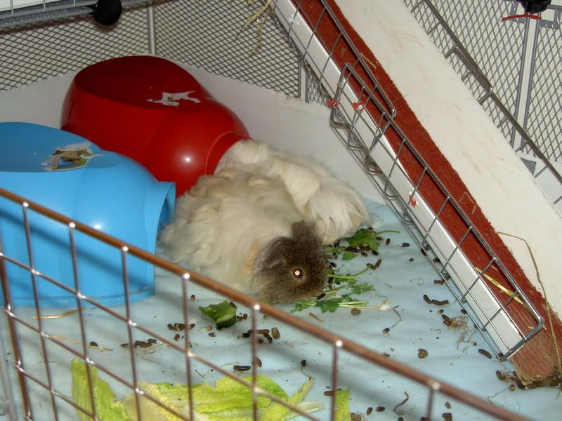 pigs010.jpg